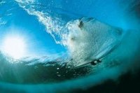 highwaysurfer avatar